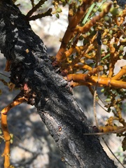 Arceuthobium vaginatum