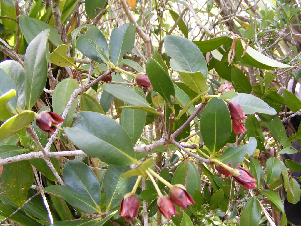 Ternstroemia calycina