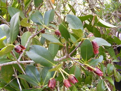 Ternstroemia calycina