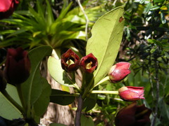Ternstroemia calycina