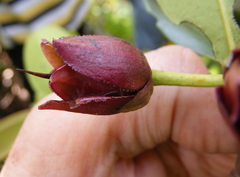 Ternstroemia calycina