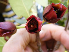 Ternstroemia calycina