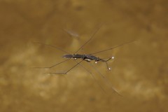 Aquarius conformis