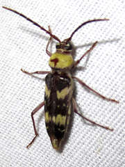 Megacyllene antennata