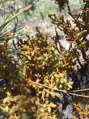 Arceuthobium vaginatum