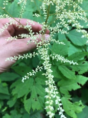 Astilbe biternata