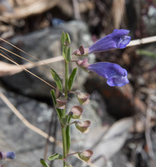 Scutellaria antirrhinoides
