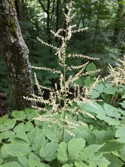 Astilbe biternata