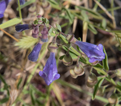 Scutellaria antirrhinoides