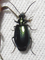 Lebia
