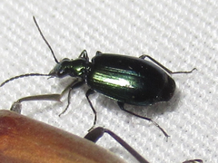 Lebia