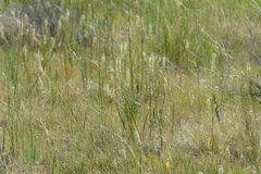 Thelypodium crispum