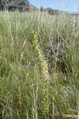 Thelypodium crispum