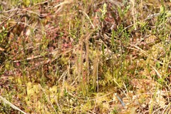 Drosera filiformis
