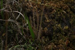 Drosera filiformis