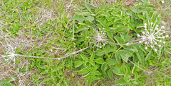 Angelica hendersonii
