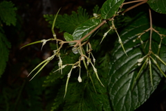 Paraboea swinhoei