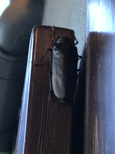 Spined Woodborer photo 4