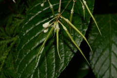 Paraboea swinhoei