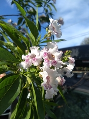× chitalpa tashkentensis