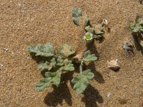 Neurada procumbens image