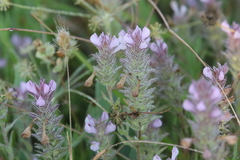 Orthocarpus bracteosus