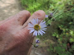 Symphyotrichum spathulatum