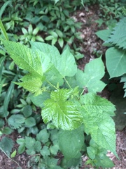 Rubus crataegifolius