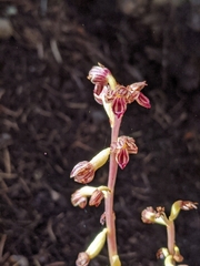 Corallorhiza striata vreelandii