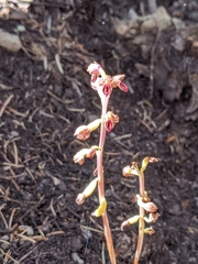 Corallorhiza striata vreelandii