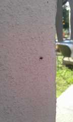 Insecta