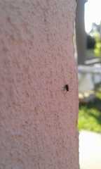 Insecta