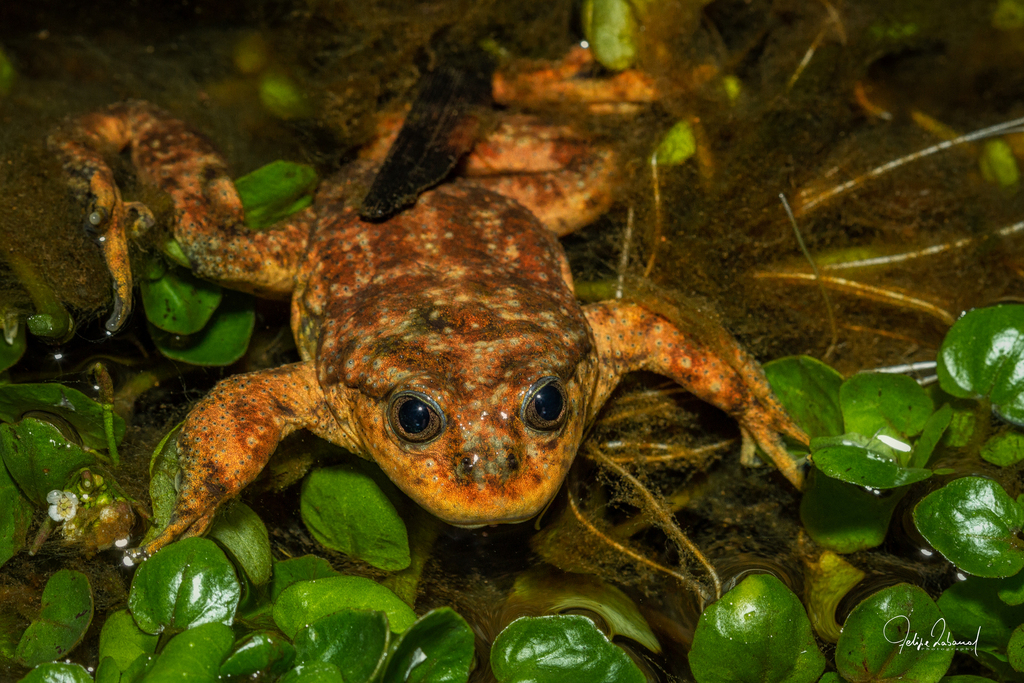 Arica Water Frog