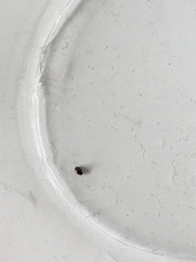 Diomus notescens