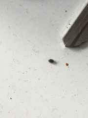 Diomus notescens