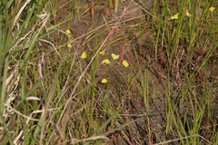 Utricularia striata