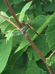 Leucorrhinia intacta