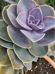 Echeveria gibbiflora × potosina
