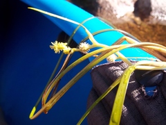 Sparganium angustifolium