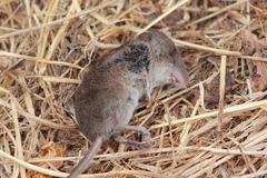 Sorex ornatus