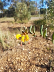 Grevillea chrysophaea