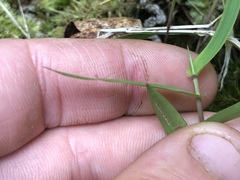 Dichanthelium sphaerocarpon