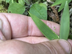 Dichanthelium sphaerocarpon