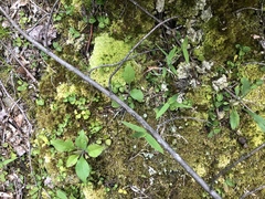 Dichanthelium sphaerocarpon