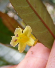 Gesneria harrisii