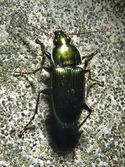 Poecilus chalcites