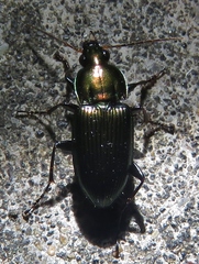 Poecilus chalcites