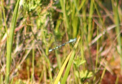 Argia bipunctulata