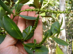 Dendrocousinsia spicata
