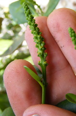 Dendrocousinsia spicata
